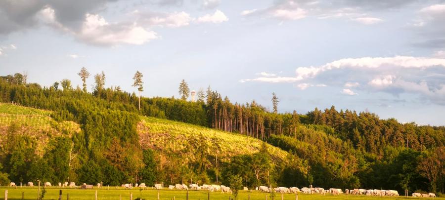 Pastvina s ovcemi pod zalesněným kopcem s rozhlednou