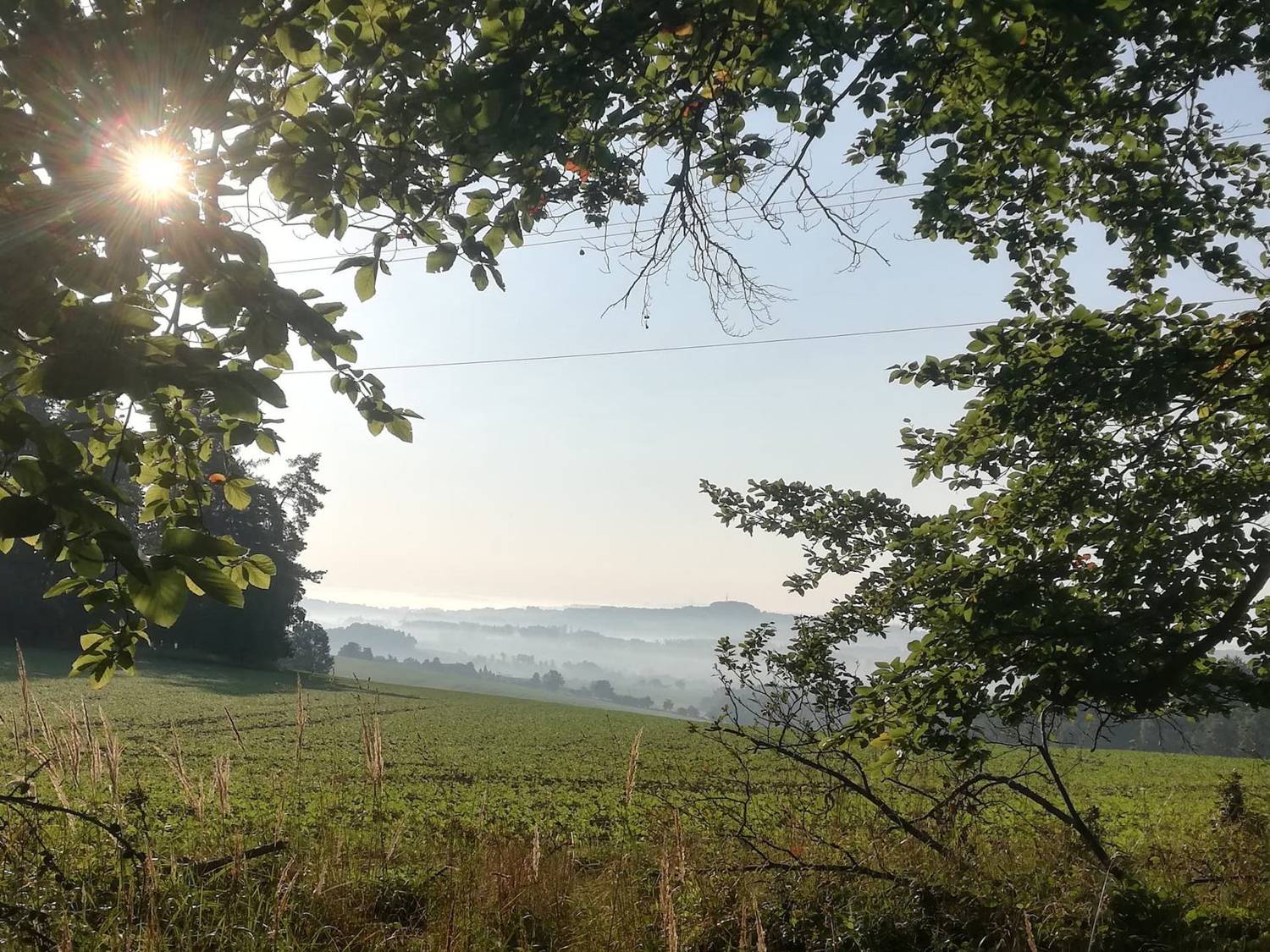 Ranní slunce a mlha nad poli mezi stromy